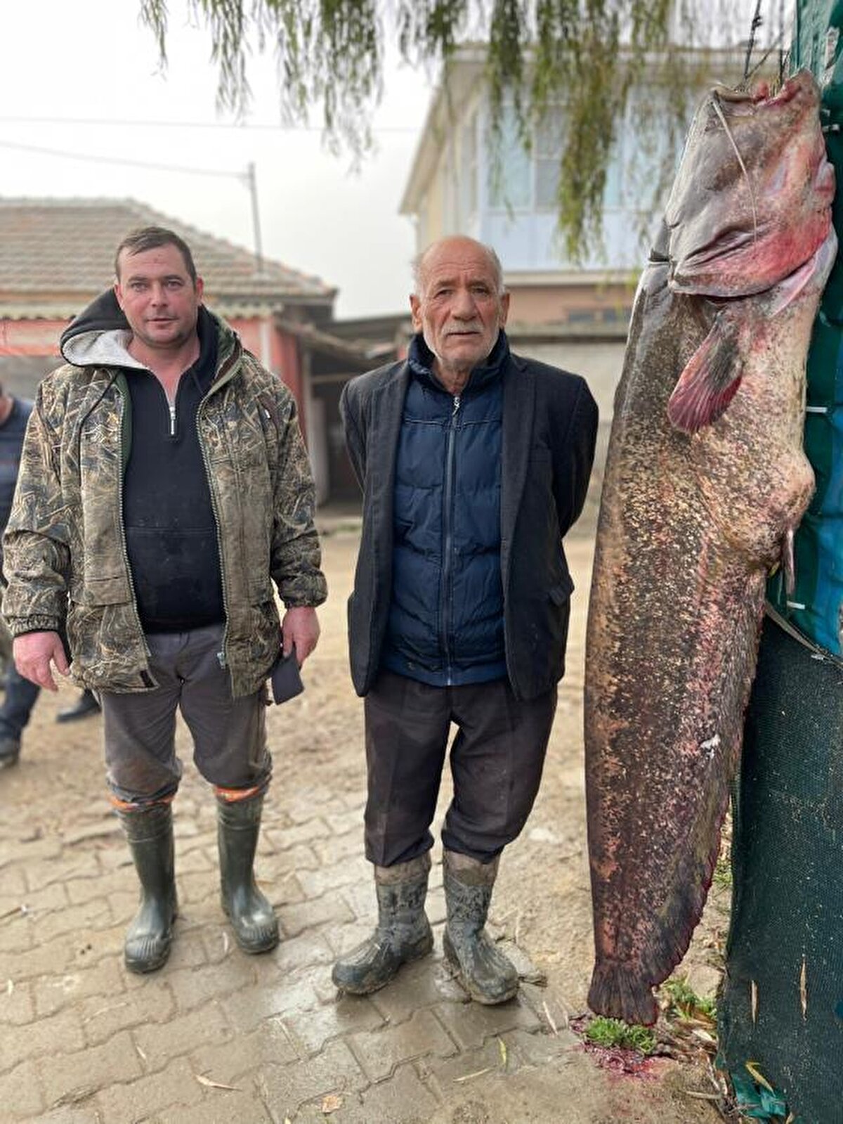 İki balıkçı, ağa takılan dev yayın balığını uzun süren çabaları sonucunda sudan çıkarmayı başardı. Yayın balığını karaya güçlükle çıkardıklarını söyleyen balıkçılardan Büyükgedik, yayın balığını satmayı düşünmediklerini söyledi.<br><br>