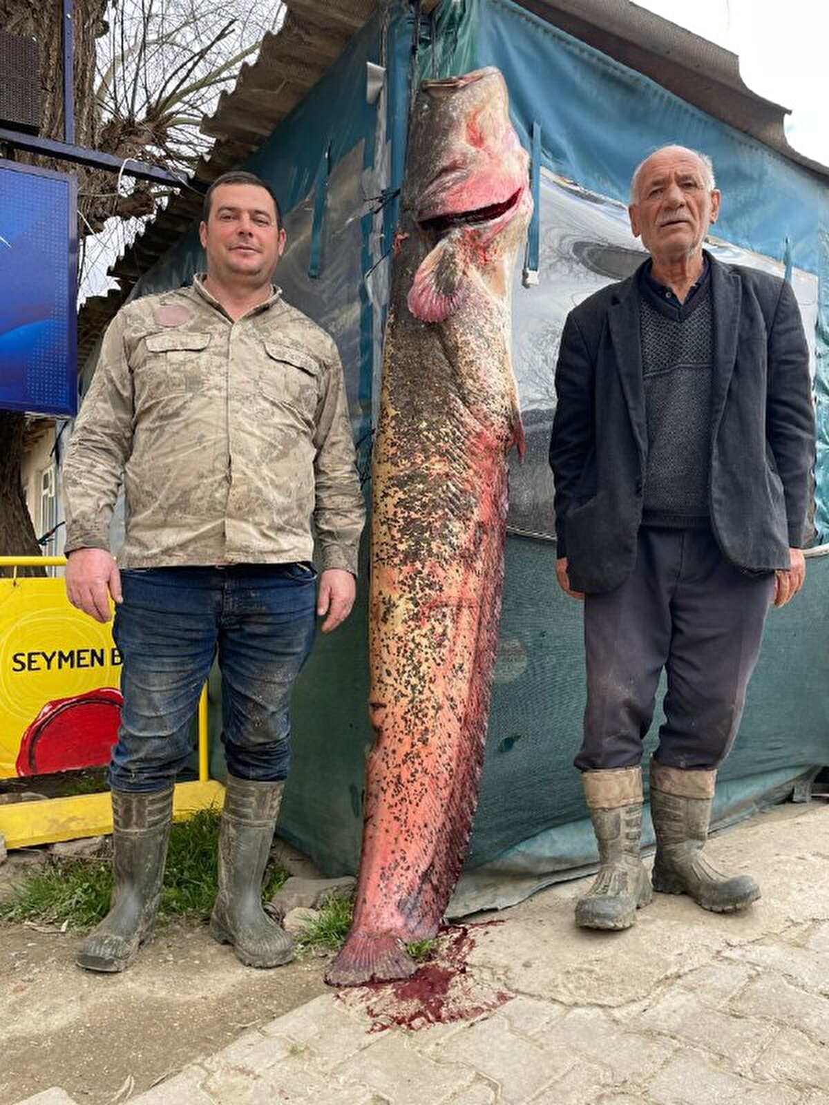 Edirne'de Yunanistan'a sınır, merkeze bağlı Üyüklütatar köyünde Mustafa Büyükgedik ve Mümin Çetin, nehre balık tutmak için ağ gerdi. Amatör balıkçıların gerdiği ağa 2 metre 10 santim uzunluğunda, 103 kilo ağırlığında dev yayın balığı takıldı.<br><br>