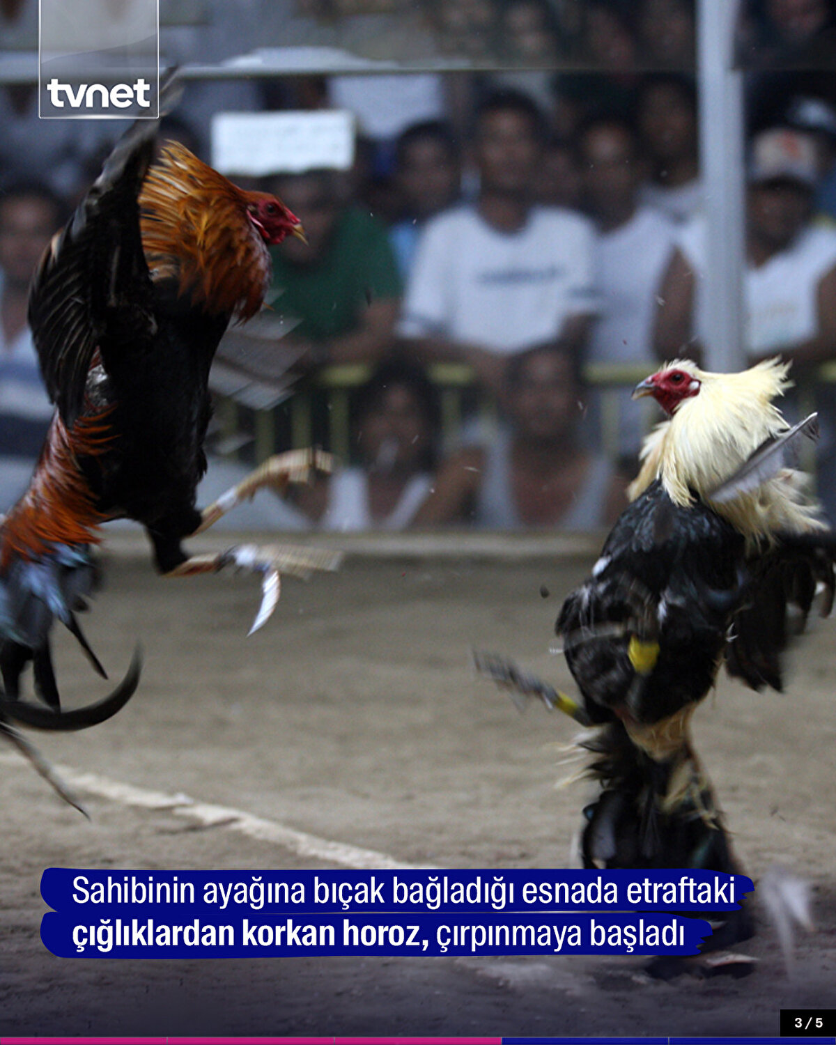 Sahibinin ayağına bıçak bağladığı esnada etraftaki çığlıklardan korkan horoz, çırpınmaya başladı