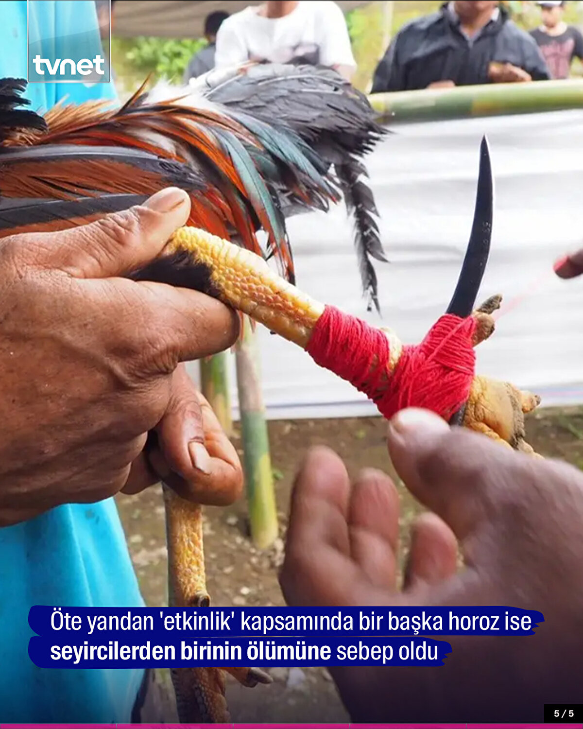 Öte yandan 'etkinlik' kapsamında bir başka horoz ise seyircilerden birinin ölümüne sebep oldu