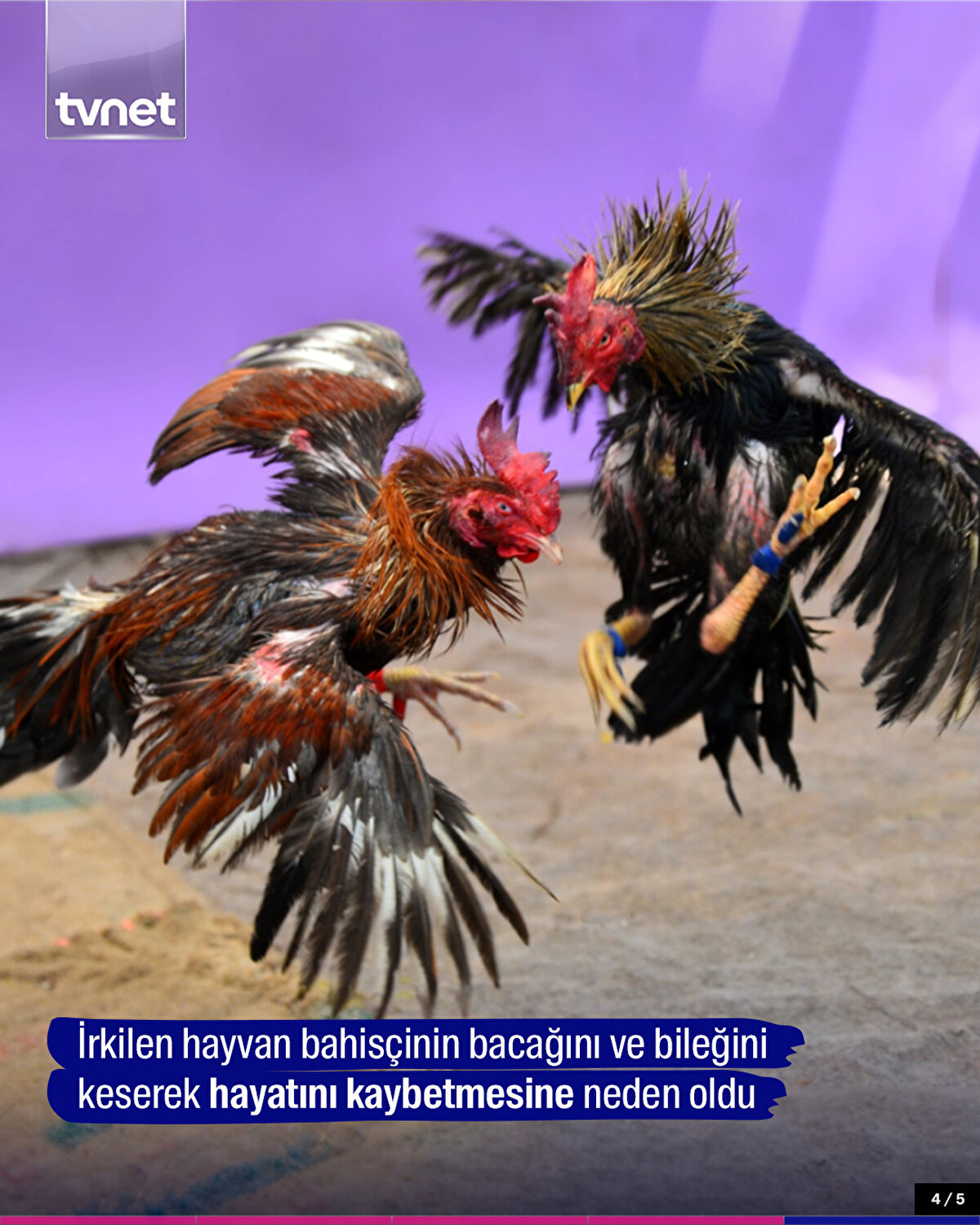 İrkilen hayvan bahisçinin bacağını ve bileğini keserek hayatını kaybetmesine neden oldu