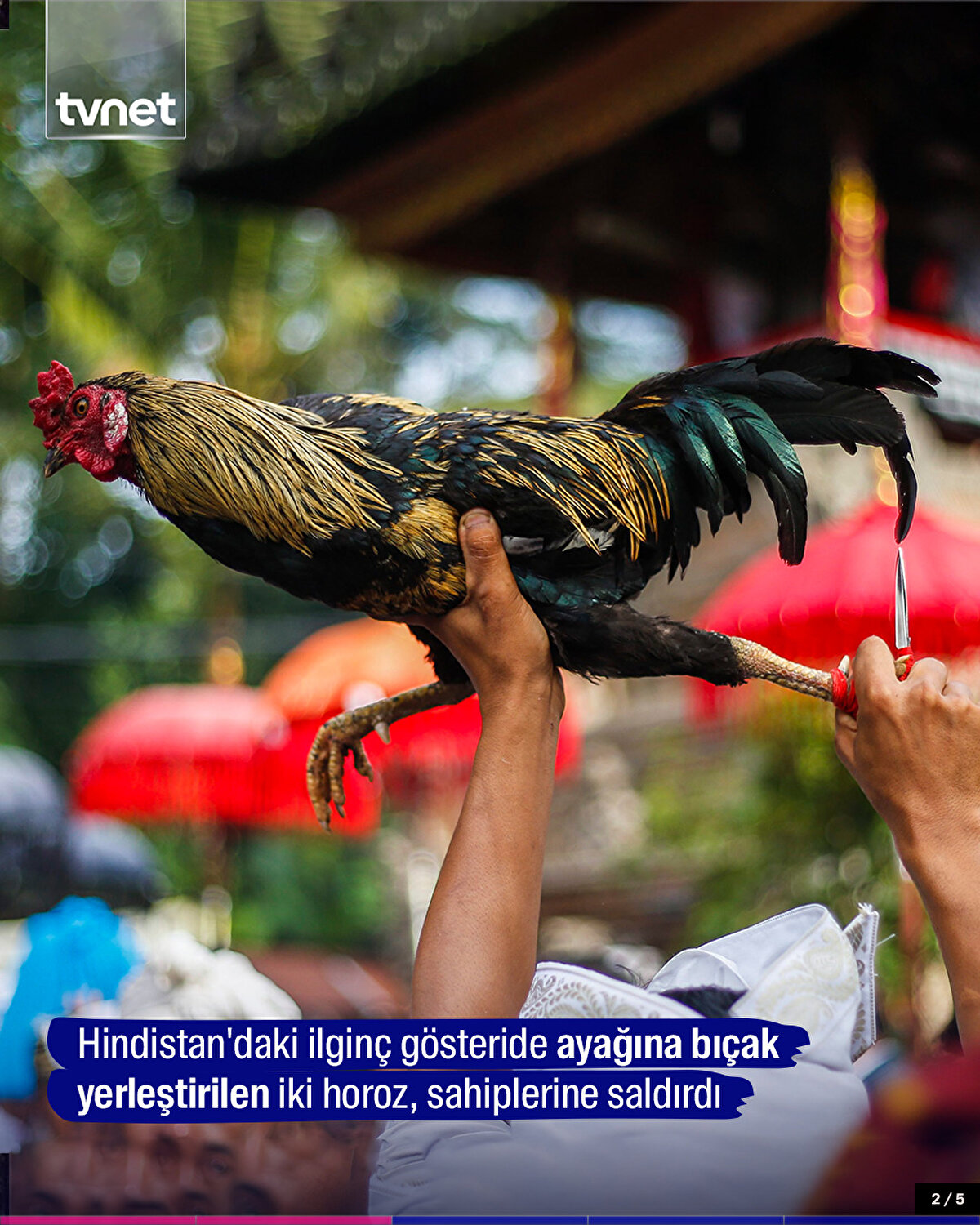 Hindistan'daki ilginç gösteride ayağına bıçak yerleştirilen iki horoz, sahiplerine saldırdı