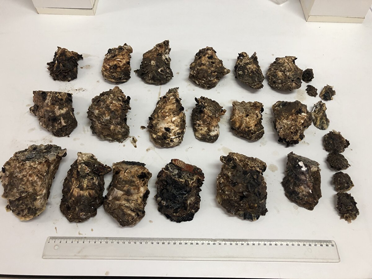 Prof. Dr. Mehmet Aydın, istiridyenin, denizcilik faaliyetleri sonrası Karadeniz'e geldiğinin tahmin edildiğini belirterek, "Karadeniz'de son birkaç yıldır Pasifik istiridyesi girmiş bulunmakta ve bu şu anda Karadeniz'i istila etmeye başladı. Yapmış olduğumuz çalışmalarda bölgede deniz ticaretiyle denizcilik aktivitesiyle Pasifik istiridyelerinin yayıldığını düşünüyoruz. Bu kapsamda değerlendirdiğimiz zaman daha çok liman bölgelerinde yaygın olduğunu tespit ettik. Onun haricinde doğal ortamlara da yayıldığı ve ciddi oranda üreme gösterdiği belirlenmiştir. Benim düşüncem yakın gelecekte belki 10 yıl içerisinde birçok yeri kaplayacağını ve istila edeceğini düşünüyorum" dedi.<br><br>