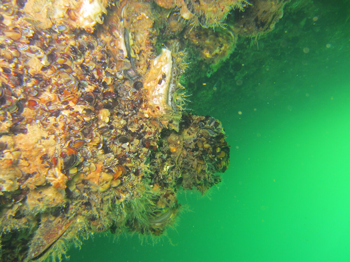 Ordu Üniversitesi Fatsa Deniz Bilimleri Fakültesi Balıkçılık Teknolojisi Mühendisliği Bölümü öğretim üyesi Prof. Dr. Mehmet Aydın ve ekibi, 3 yıl boyunca Ordu, Sinop, Samsun ve Giresun açıklarında su altında araştırmalar yaptı.<br><br>