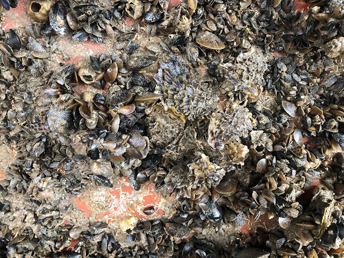 Prof. Dr. Aydın, istiridyelerle ilgili, "Normal şartlarda bizim bu kayalık kısımlarda Akdeniz midyesi yoğun olarak kaplıydı. Ancak deniz salyangozunun Karadeniz'i işgal etmesinden sonra kara midye yataklarını olduğu gibi çökertti. Bu taşlar, yapılar suyun altında kel pozisyona geldi. Kara midyelerin boşaltmış olduğu alanları istiridyelerin çok hızlı bir şekilde doldurduğunu tespit ettik. Hastalık taşıyıp taşımadığını bilmiyoruz. Eğer hastalık taşımıyorsa bu istiridyelerin Karadeniz ekosistemine faydalı olabileceğini düşünüyorum" diye konuştu.<br><br>