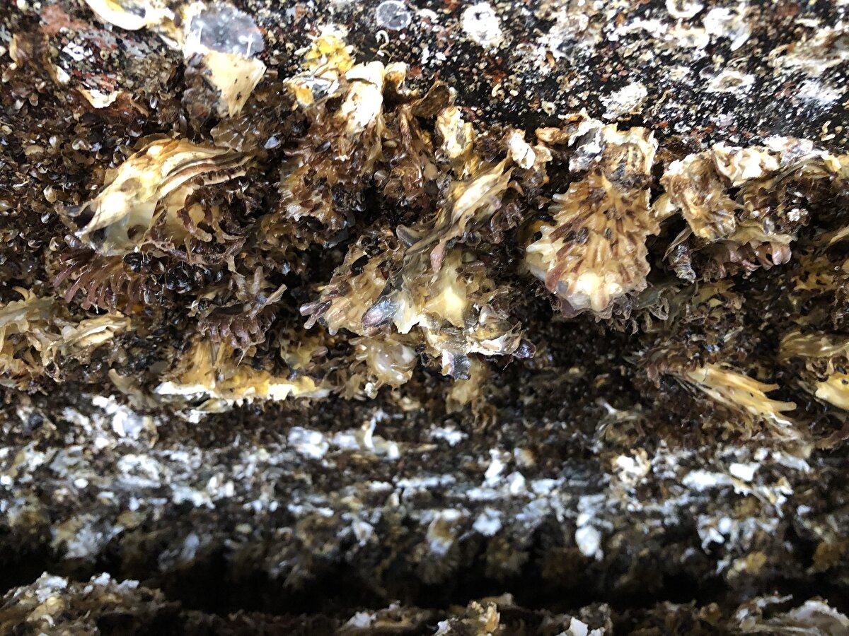 Prof. Dr. Aydın, Pasifik istiridyelerinin zararlı olup olmadığının tespitine yönelik 2 proje hazırladıklarını kaydetti.<br><br>