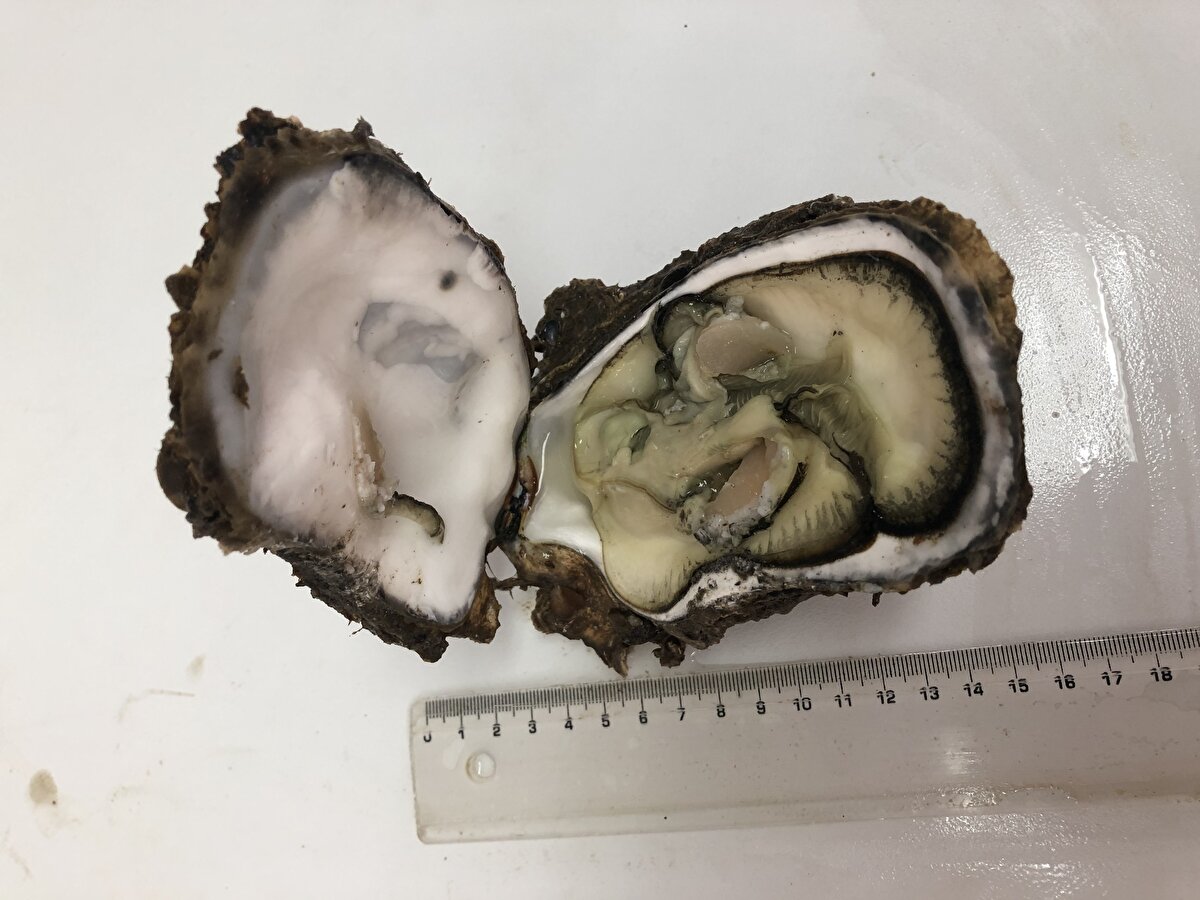 Deniz altı çalışmalarında ana yurdu Büyük Okyanus olan 'Pasifik istiridyesi' istilası tespit edildi. Deniz ticareti yapılan gemilerle bölgeye geldiği saptanan istiridyelerle ilgili TÜBİTAK tarafından desteklenen araştırma projesi hazırlandı. Projede, Karadeniz'de yürütülecek çalışmayla istiridyelerin yayılım alanları ve etkileri belirlenecek.<br><br>