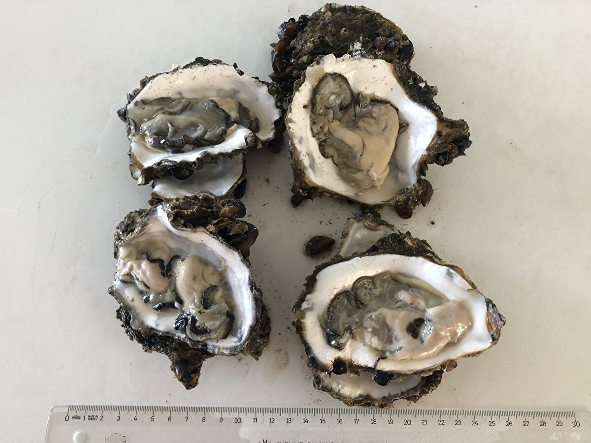 Şekilsiz taş gibi yapıya sahip istiridyenin ekonomik değerinin yüksek olduğunu kaydeden Prof. Dr. Aydın, "Pasifik istiridyesi dünyada en çok üretilen istiridyedir. Çift kabukludur. İspanyollar, İtalyanlar, Fransızlar, Akdeniz'de de çok ciddi oradan kültürünü yapmaktalar. Bu çok pahalı bir şekilde satılan, birçok restoranda, sokakta satılan ekonomik değeri ve et oranı çok yüksek bir istiridyedir. Bir tanesinin bir avuç büyüklüğünden daha büyük oranlarda olabileceği, bir tanesinin içerisinde 40-50 gram et olabileceği kapasitede şekilsiz taş gibi yapıya sahip olan ve şu anda Karadeniz'i istila eden bir türümüzdür" dedi.<br><br>