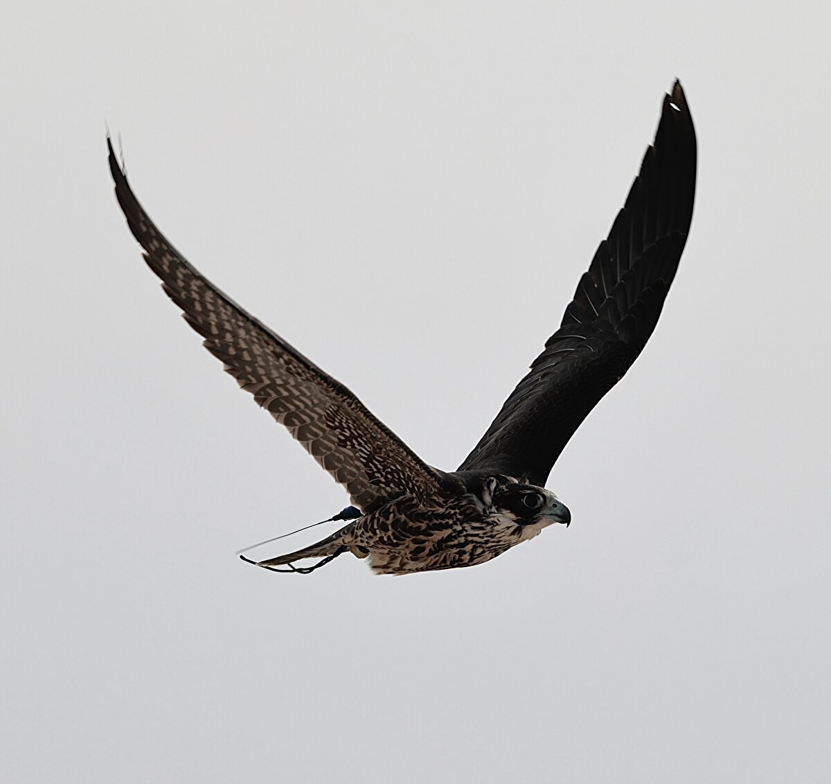 Şahinler, festivalde birkaç farklı kategoride birincilik için mücadele veriyor. "400 metre" ve "800 metre" isimli yarışlarda şahinler, uzaktaki avlarını görerek en kısa sürede ona ulaşmaya çalışıyor.