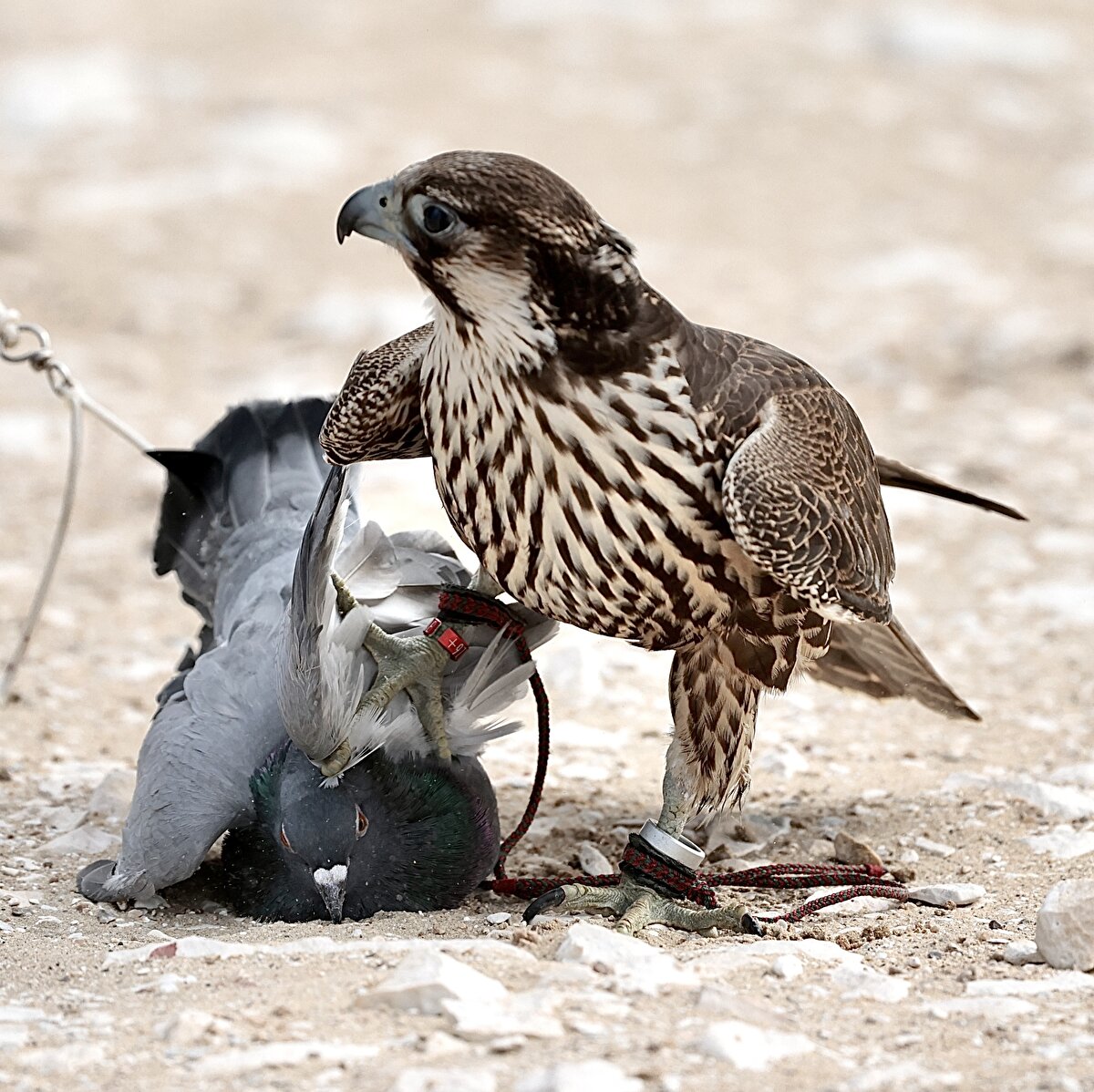 Diğer bir kategori olan "güvercin avı" yarışında ise güvercin ile şahin aynı anda gökyüzüne bırakılıyor. Güvercini en hızlı yakalayan şahin birinciliği kazanıyor.