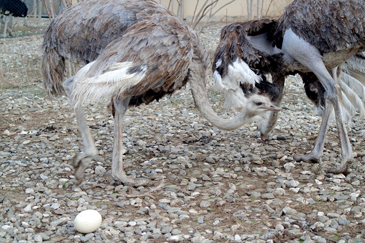 Yumurtlama sezonunun mart-nisan aylarında başladığını dile getiren Ak, "Ekim sonuna kadar havaların durumuna göre bazen daha erken soğursa daha erken, bir ay erken veya havalar iyi giderse kasıma kadar da devam eden bir sezon oluyor. Türkiye ortalaması 50 yumurta civarında ama 60-70'e ulaşan işletmeler de var, altında olanlar da var. Örneğin Kıbrıs'ta üreticimiz var, orada 100 yumurtaya kadar çıkabiliyor." ifadelerini kullandı.