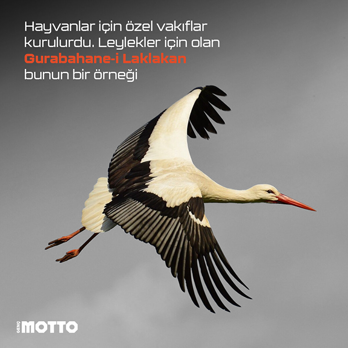 Hayvanlar için özel vakıflar kurulurdu. Leylekler için olan Gurabahane-i Laklakan bunun bir örneği