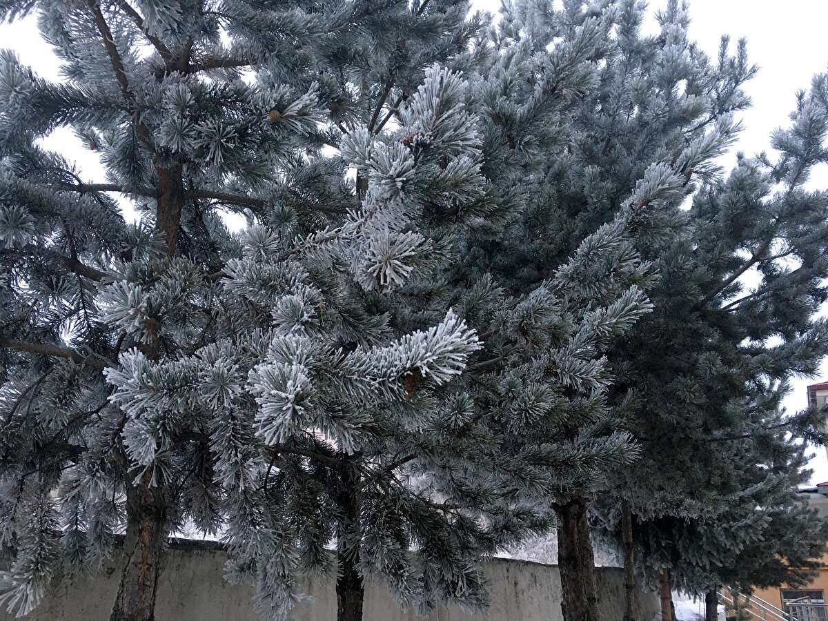 Göle'de termometreler, sıfırın altında 28 dereceyi gösterdi.