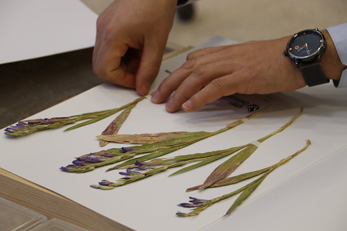 Proje kapsamında 2018'de yaptıkları arazi çalışmasında yeni bir kılıç otu türüyle karşılaştıklarını aktaran Fidan,