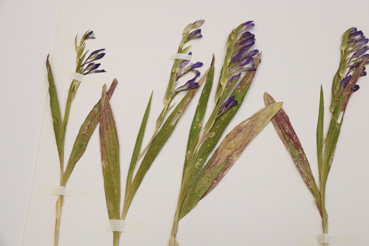 Doç. Dr. Mehmet Fidan, AA muhabirine, Türkiye'nin yaklaşık 12 bin bitki türüyle çeşitlilik bakımından oldukça zengin olduğunu söyledi.<br><br>Bu bitki türlerinden yaklaşık 4 bininin endemik olduğunu aktaran Fidan, farklı bölgelerden topladıkları bitkileri herbaryumda (bitki müzesi) incelediklerini belirtti.