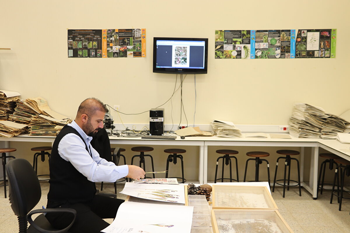 Siirt kılıç otunun kentin tescilli ürünlerinden Pervari balının kalitesini artırdığını bildiren Fidan, şunları kaydetti:<br><br>"Siirt kılıç otu ve buna benzer endemik bitkilerin bal arıları tarafından ziyaret edilmesi balda kendine özgü bir kalitenin oluşmasına olanak sağlıyor. Sadece bu bölgede endemik bitkiler olduğu için bunlar direkt olarak arılar tarafından kullanılarak kaliteye etki etmektedir. Bu da Pervari balının kendine özgü bir değerinin oluşmasını sağlıyor."<br>