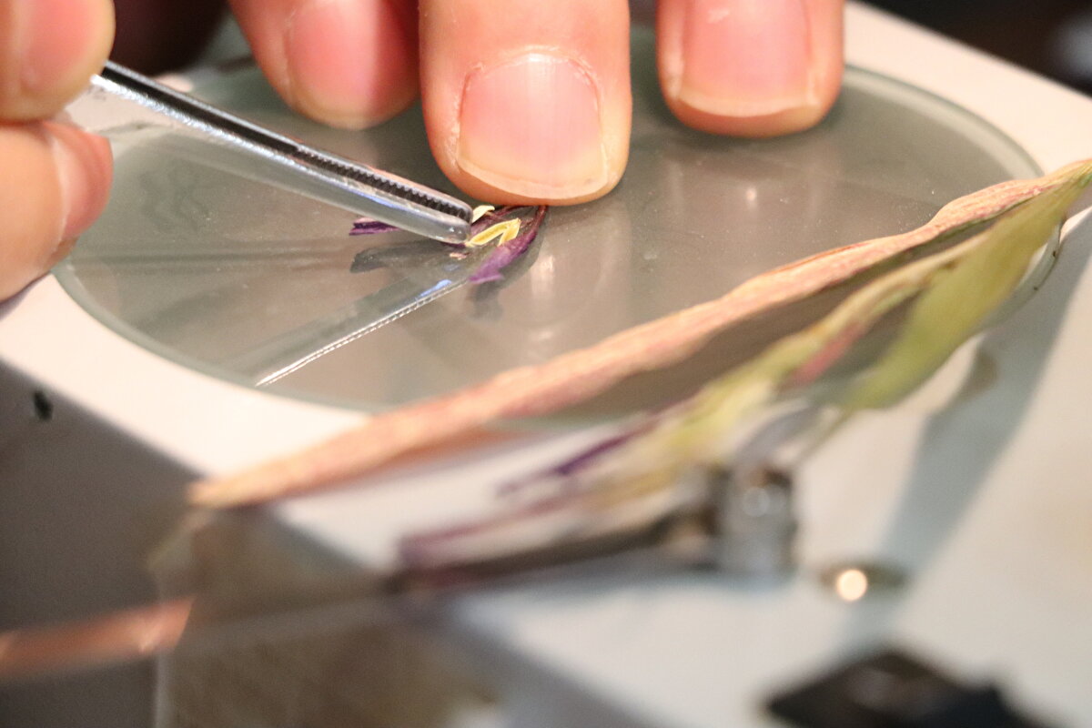 Siirt Üniversitesi (SİÜ) Botan Herbaryumu Kurucusu Fen-Edebiyat Fakültesi Biyoloji Bölümü Başkanı Doç. Dr. Mehmet Fidan ile Van Yüzüncü Yıl Üniversitesi Fen Fakültesi Biyoloji Bölümünden Doç. Dr. Süleyman Mesut Pınar ve Dr. Öğretim Üyesi Hüseyin Eroğlu, "Siirt İlinin Karasal ve İç Su Ekosistemleri Biyolojik Çeşitlilik Envanter ve İzlemesi Projesi" kapsamında sahada çalışma yürüttü.<br>