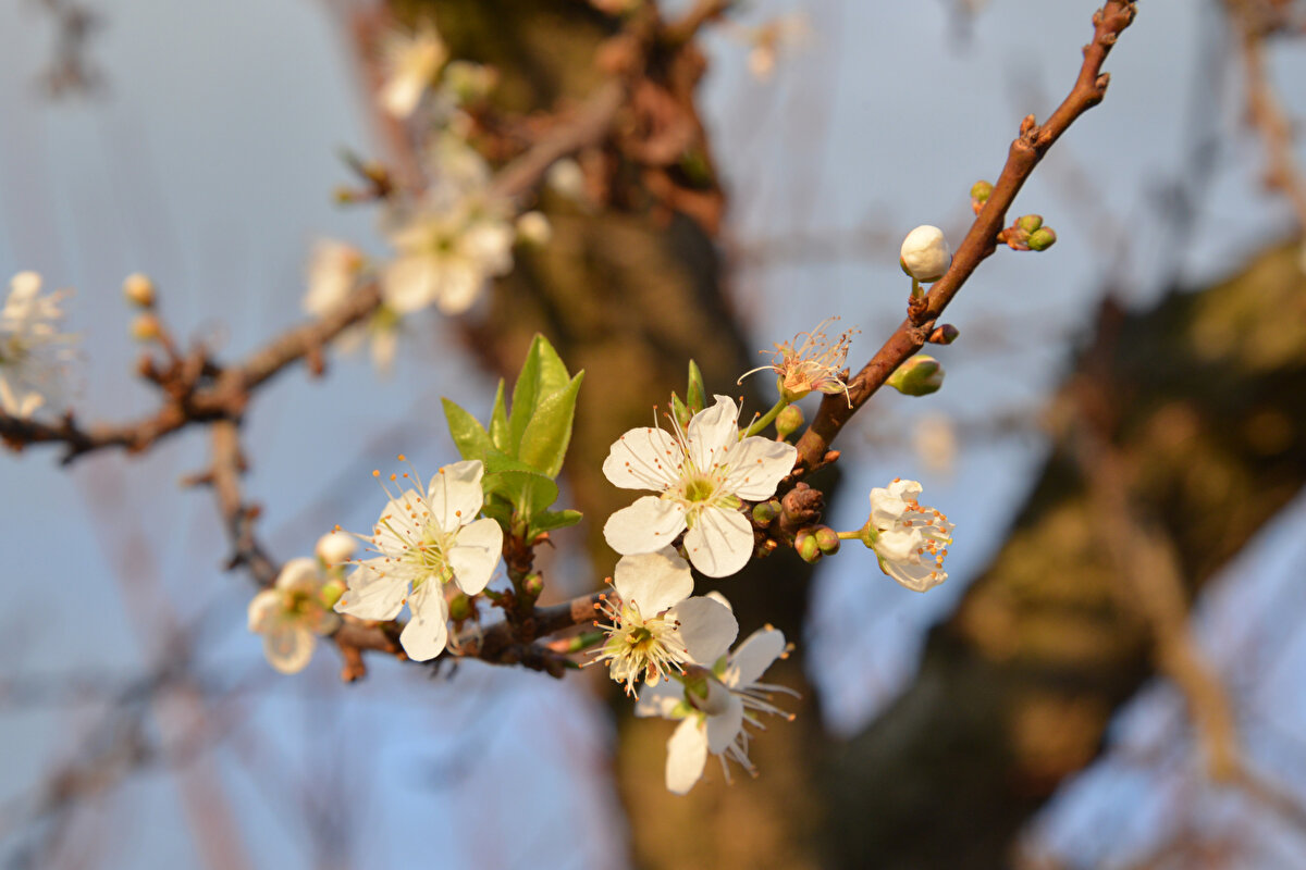 Hava sıcaklığının mevsim normalleri üzerinde seyretmesi nedeniyle ağaçların erken çiçek açtığını belirten Şenol, üreticilerin tedirgin olduğunu söyledi.<br>
