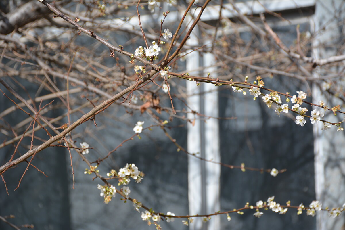 Hava sıcaklıklarının mevsim normallerinin üzerinde seyrettiğini belirten Ertuğrul, şöyle konuştu:<br><br>"Geçtiğimiz yıllarda bu aylarda Murat Dağı'na yakın olması sebebiyle burada kış daha sert geçiyordu. Bu yıl hava sıcaklıklarının artmasıyla bahçedeki meyve ağaçları tomurcuklandı. Hatta bazı ağaçlar çiçeklenmeye başladı. Önümüzdeki günlerde hava koşulları normal şartlara dönerek soğursa meyvelere don vurur ve verim alamayız. Bu işten geçimini sağlayan üreticilerimizin işi zor."