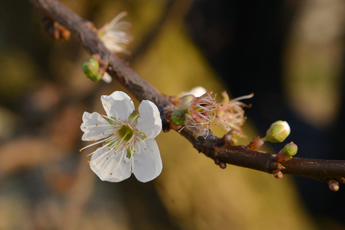 Turgutlu Ziraat Odası Başkanı Abdullah Şenol da martın ikinci haftasında erik ağaçlarının çiçek açmasının beklendiğini kaydetti.