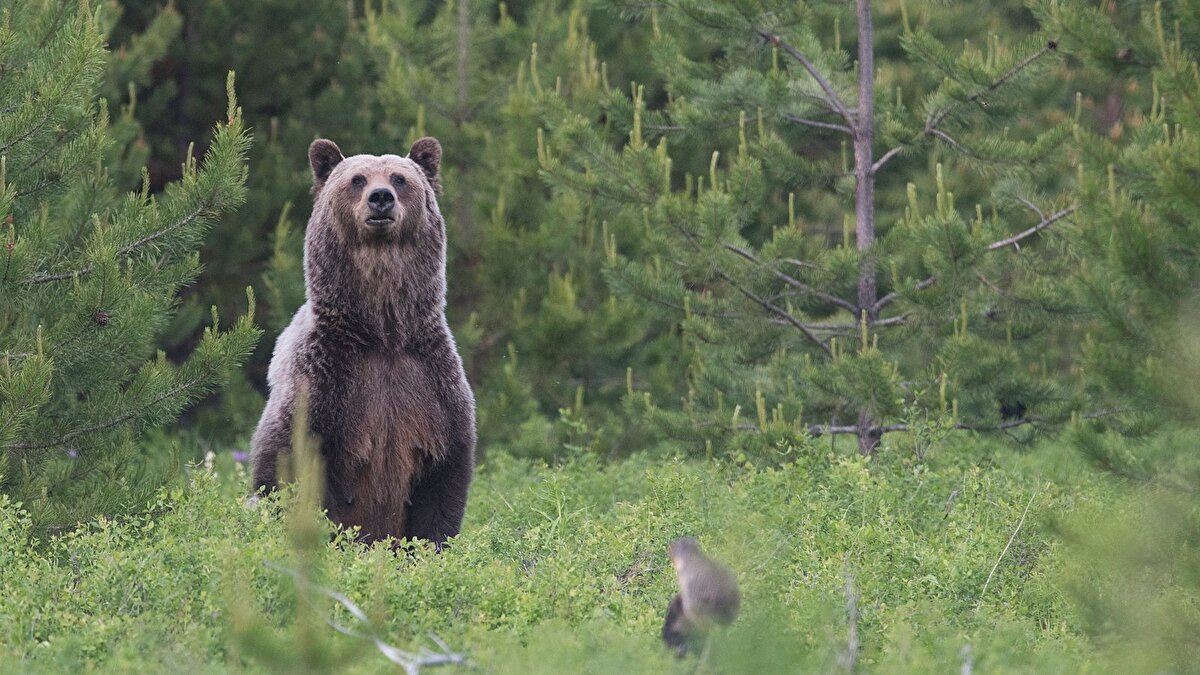 Kış uykusuna yatamayan ayılar enerjilerinin çoğunu tüketti. Kendisini kış soğuğuna da hazırlayamadı. Hiç yatamama gibi bir durum olursa da asıl bahar dönemine bitkin şekilde girme durumu yaşayacak. Üstelik doğa döngüsündeki kırılma bunlarla da sınırlı değil. Uzmanların tespit ettiği ters giden daha birçok durum söz konusu.<br><br>“Böcekler şu an koza döneminde ama kelebek olarak çıktıkları zaman belki de erken bahar nedeniyle herhangi bir çiçeklenme göremeyecek. Dolayısıyla beslenme imkanı bulamayacak. Yine kuşlar erken göçe başlayabilir ya da göçleri gecikebilir. Bunların yanı sıra hayvanlar aynı zamanda doğum zamanlarını da hava durumuna göre hazırlıyorlar. Yani havalar ısınmaya başladığı zaman bahar gibi doğumları başlar çoğu memelinin. Çoğu hayvan doğum dönemlerini geriye çekmiş olabilir. Bir anda havaların soğuması gibi bir durumda bu doğumlardan sonra ölümler de beklenebilir. Hayvanlar buna hazırlıksız yakalanmış olacak.”