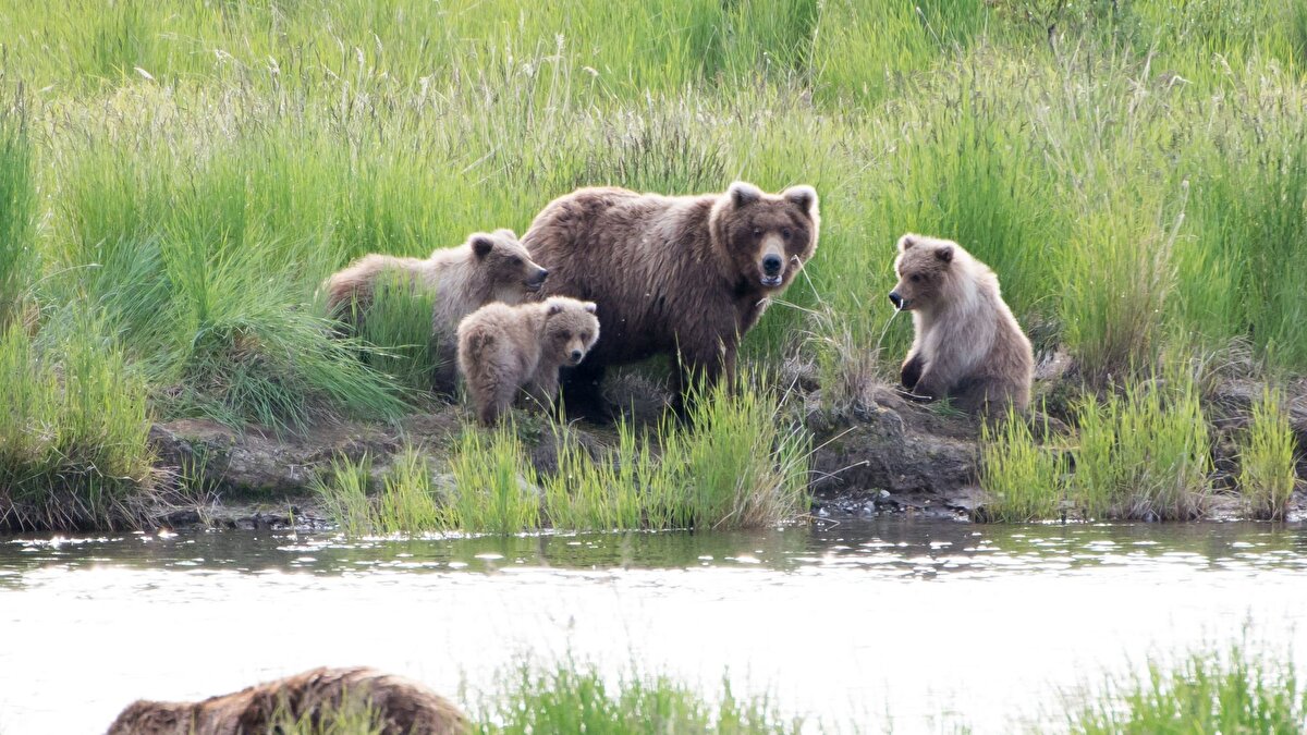 Özkan Evcin, doğada çiçeklenmelerin, tomurcuklanmaların erken başlamasıyla hayvanların “bahar geldi” aldanması yaşadığını söylüyor ve bu durumun onlara ters köşe yaşattığını vurguluyor. Bunun sonucu olarak da hayvanların kışın çekildikleri dar yaşam alanlarına çekilip kış uykusu dönemine girmediklerini anlatıyor:<br><br>“Kış uykusuna yatması gereken hayvanlar gözlemlediğimiz kadarıyla bu sene hiç yatmadılar. Fotokapanlardan aldığımız verilere de bakıyoruz, mesela ayılar sürekli geziyorlar. Hiçbir şekilde alanlarını daraltmamışlar. Hatta bazı hayvanların kürkleri dahi değişmemiş, onu görmeye başladık. Örneğin geçen haftalarda bir karaca gördük, kürkünü değiştirmemiş. Normalde kış kürklerine geçmeleri lazım. Bu hayvanların kürklerini değiştirmemeleri aslında kendileri için de bir dezavantaj. Çünkü yırtıcılar bunları çok rahat fark edebiliyor ve av olabiliyorlar.”