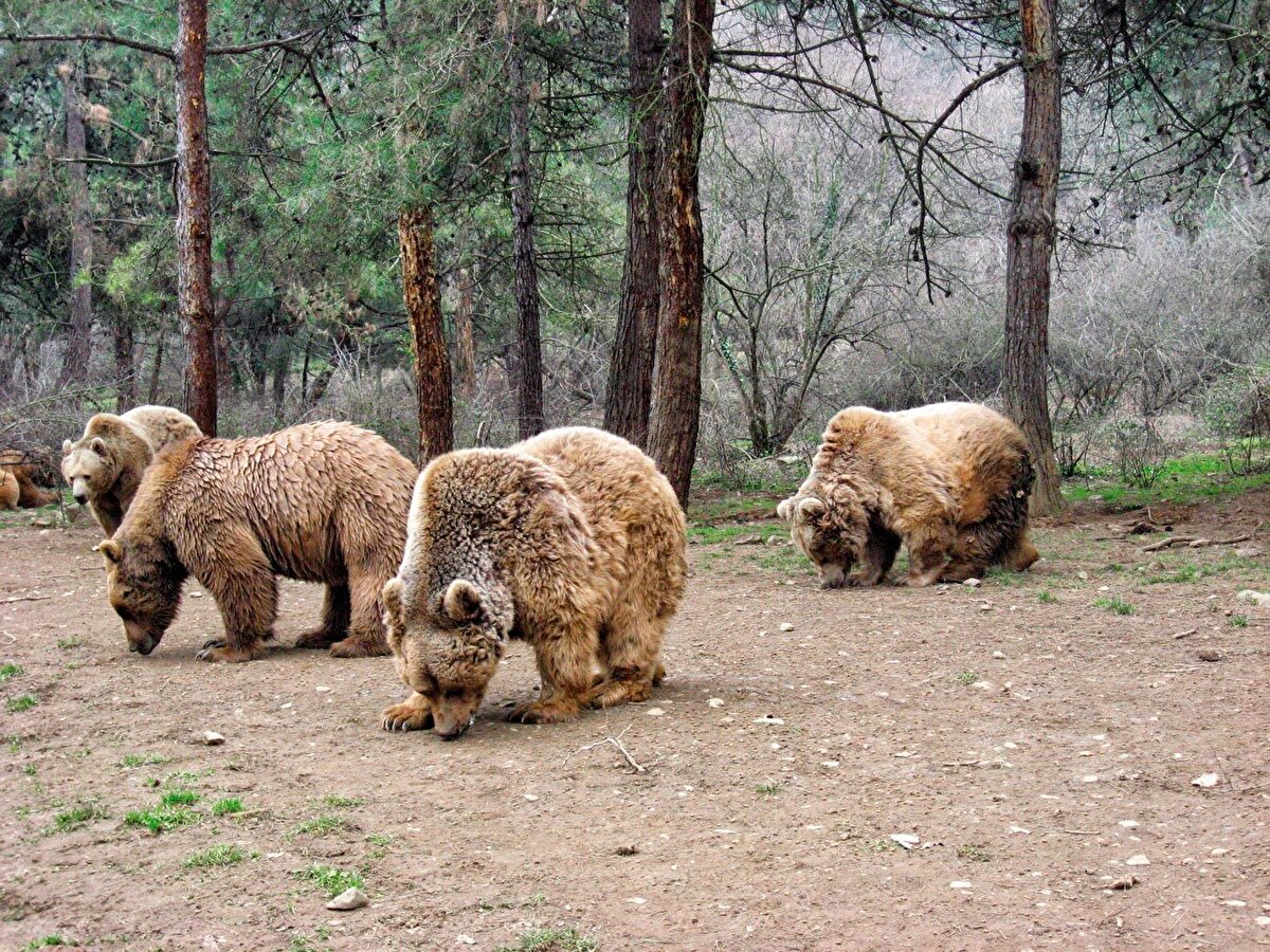 Kara kış beklenirken birçok bölgede yalancı bahar etkisini gösterdi. Normalin üzerinde seyreden sıcaklıklar yaban hayatını da olumsuz etkiledi. Başta ayılar olmak üzere kış uykusuna yatması gereken pek çok hayvan bu dönemde vahşi yaşam alanlarında gezerken görüntüleniyor. Uzmanlardan ise uyarı geldi<br>