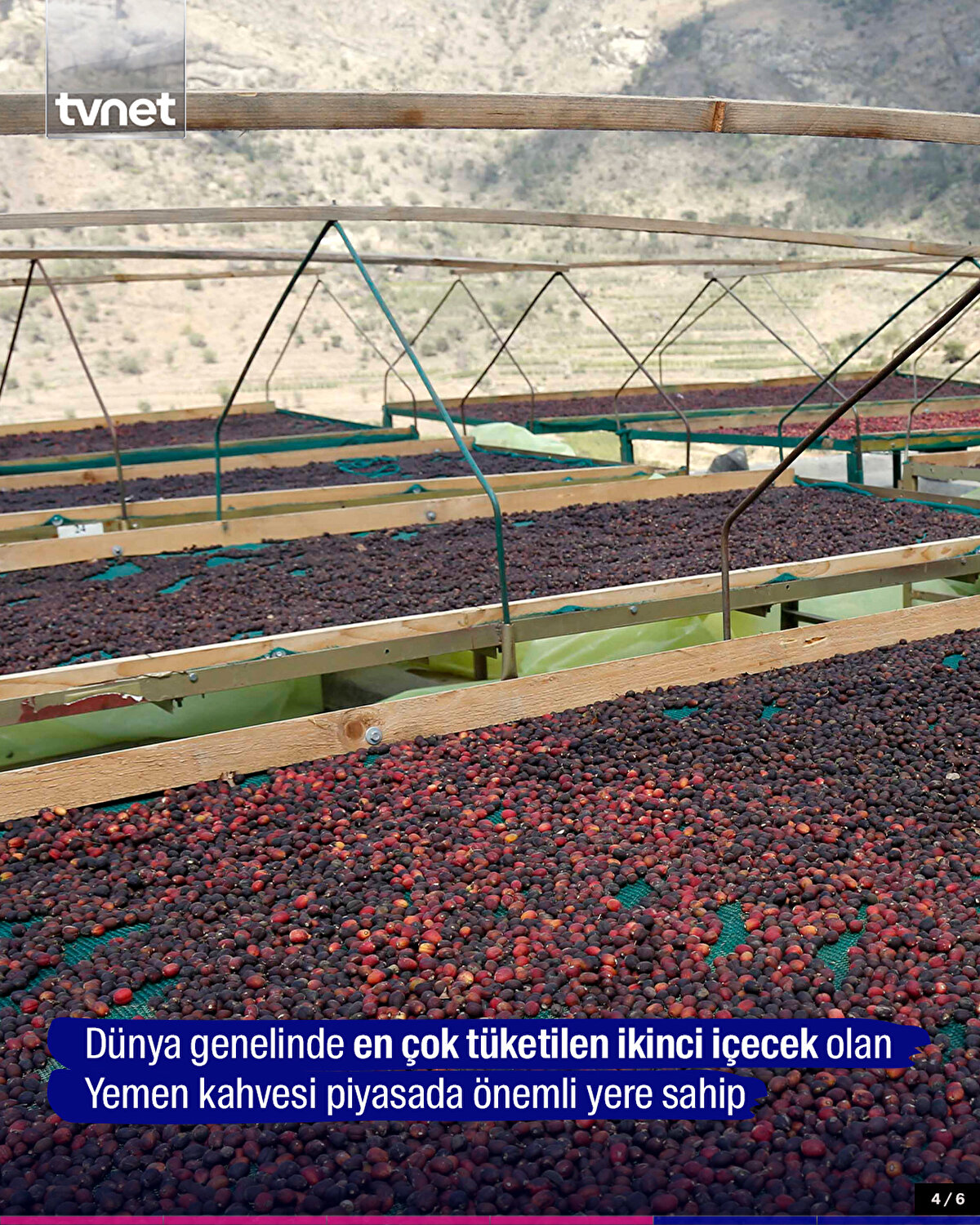 Dünya genelinde en çok tüketilen ikinci içecek olan Yemen kahvesi piyasada önemli yere sahip