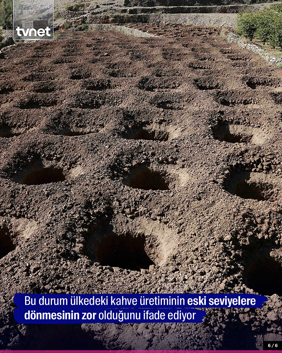 Bu durum ülkedeki kahve üretiminin eski seviyelere dönmesinin zor olduğunu ifade ediyor