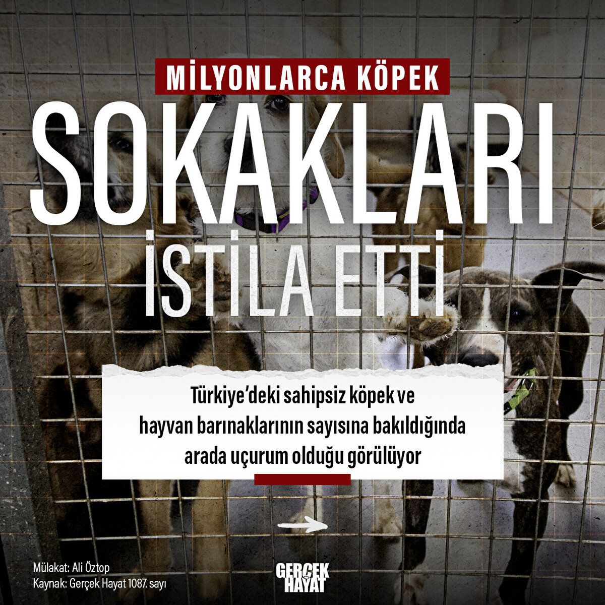 Hayvan barınaklarının sayısına bakıldığında arada uçurum olduğu görülüyor