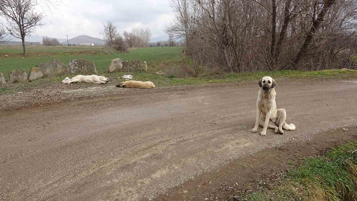 Serhat Duran da köpeklerin köy girişine bırakılması neden ile mağdur olduklarını, hayvanlara bakacak durumlarının kalmadığını söyledi.