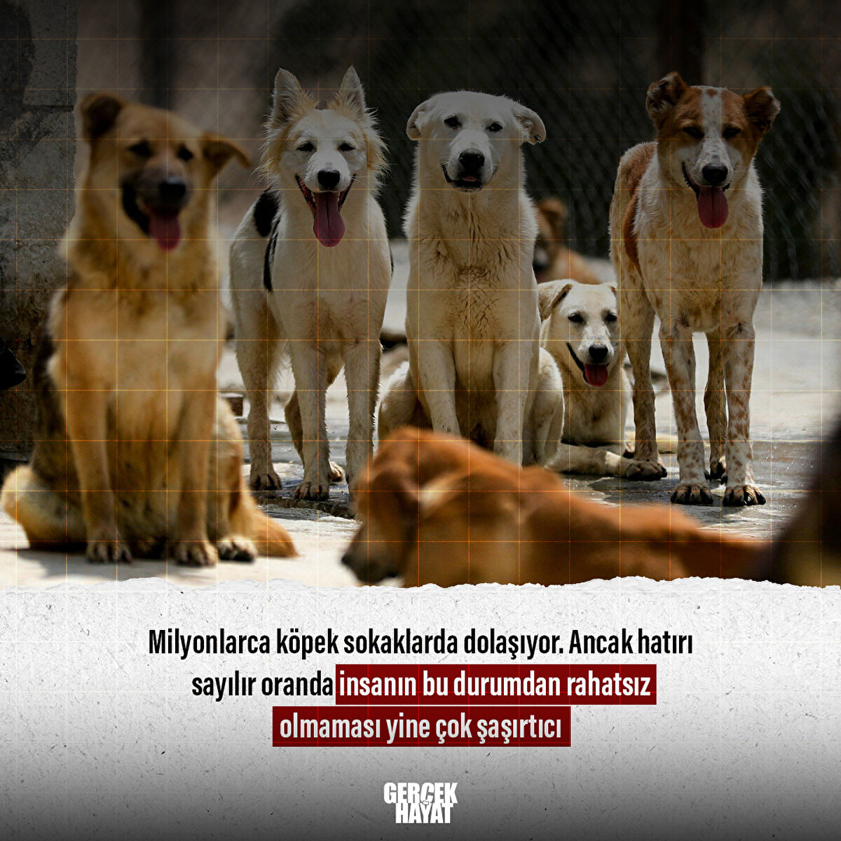 Ancak hatırı sayılır oranda insanın bu durumdan rahatsız olmaması yine çok şaşırtıcı