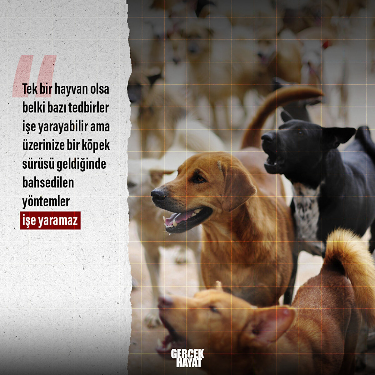 Tek bir hayvan olsa belki bazı tedbirler işe yarayabilir 