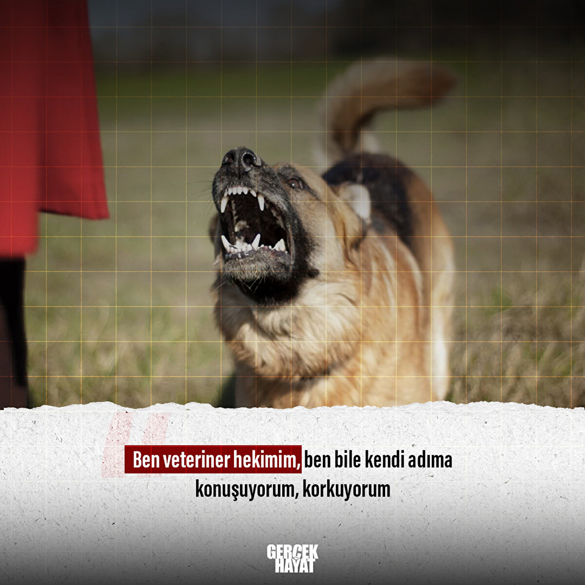 Ben veteriner hekimim, ben bile korkuyorum