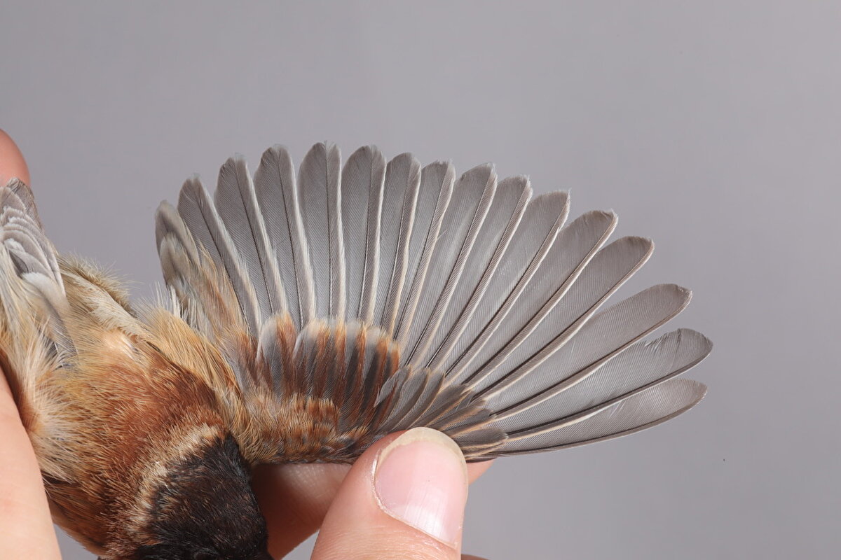 Bu türün dünya yaban hayatı açısından oldukça önemli bir dergide kapağa taşınmasının, Iğdır için de gurur kaynağı olduğunu ifade eden Şekercioğlu, şöyle konuştu:<br><br>"Bu kuş türü, eBird kayıtlarına baktığımız zaman teknik olarak Türkiye'nin en ender kuş türü oldu. Çünkü Türkiye'de kaydedilmiş 498 kuş türü arasında, dünyada en az kaydı olan ve 48 kez görülen karabaşlı çulha kuşu var. Yine Iğdır'da Türkiye için ilk kez kaydettiğimiz basra kamışçını (acrocephalus griseldis) ve şikra (accipiter badius) türleriyle beraber Aras Nehri Kuş Cenneti Türkiye listesine 3 yeni tür katkısında bulunmuş oldu."