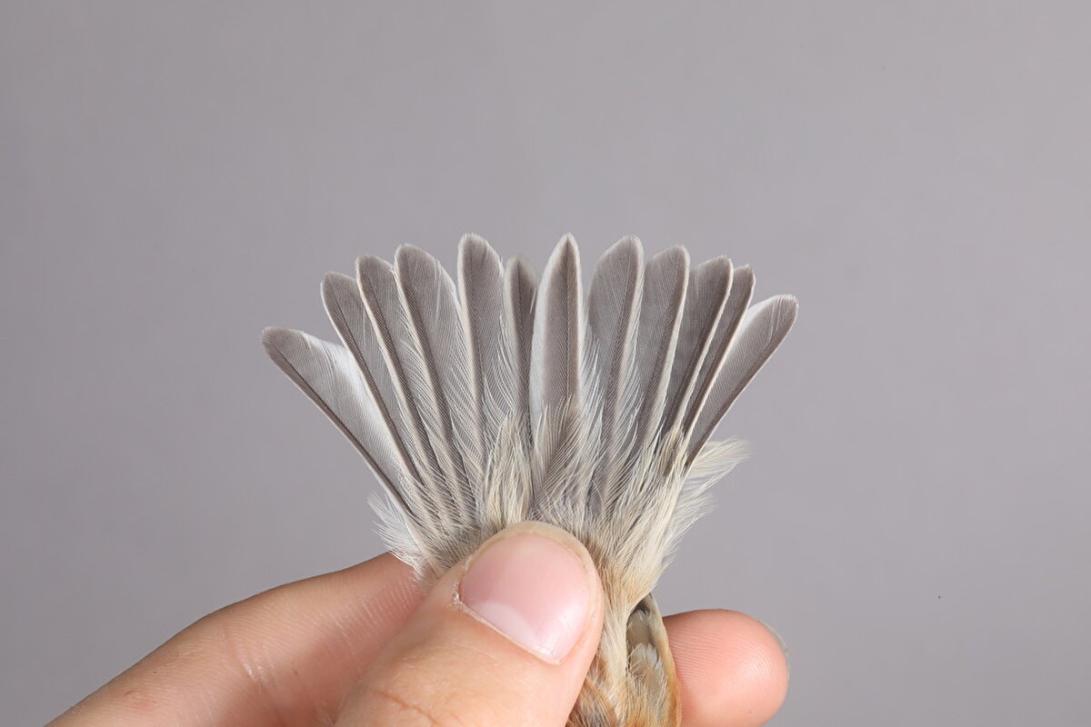 Bilimsel derginin kapak fotoğrafı oldu<br><br>Türkiye'nin 498. türü olarak kayıtlara geçen kuşun çekilen fotoğrafı ise derginin 2022 Aralık sayısının kapak fotoğrafı oldu.