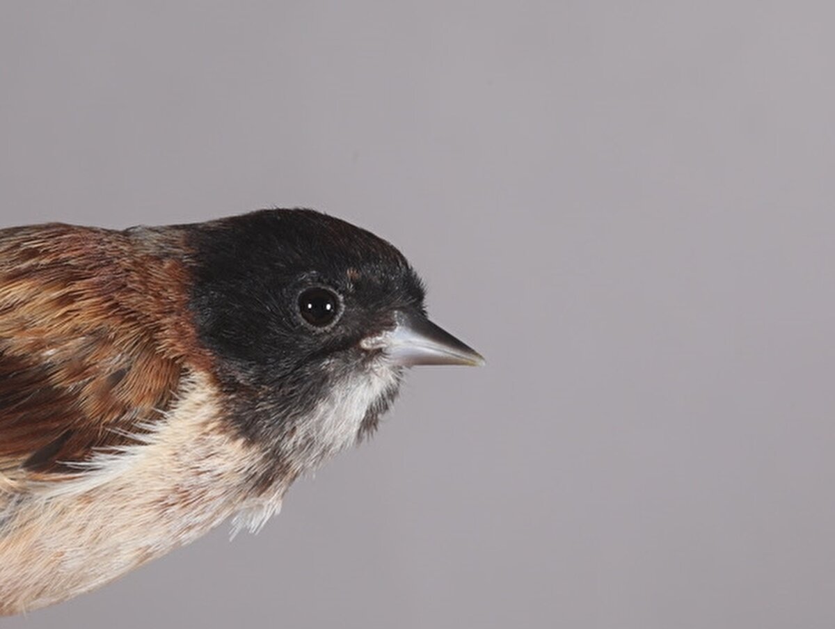 Dünyanın en nadir kaydedilen türü olarak bilinen karabaşlı çulha kuşu, geçen yılın nisan ayında derneğin bölgede yaptığı çalışmalarda kayıt altına alındı.