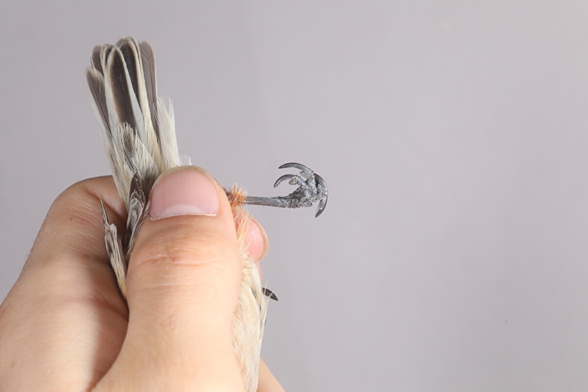 Prof. Dr. Çağan Şekercioğlu, AA muhabirine, bilimsel dergide yayınlanan kuşun, resmi olarak Türkiye'nin 498. türü olarak bilimsel kayda geçtiğini söyledi.