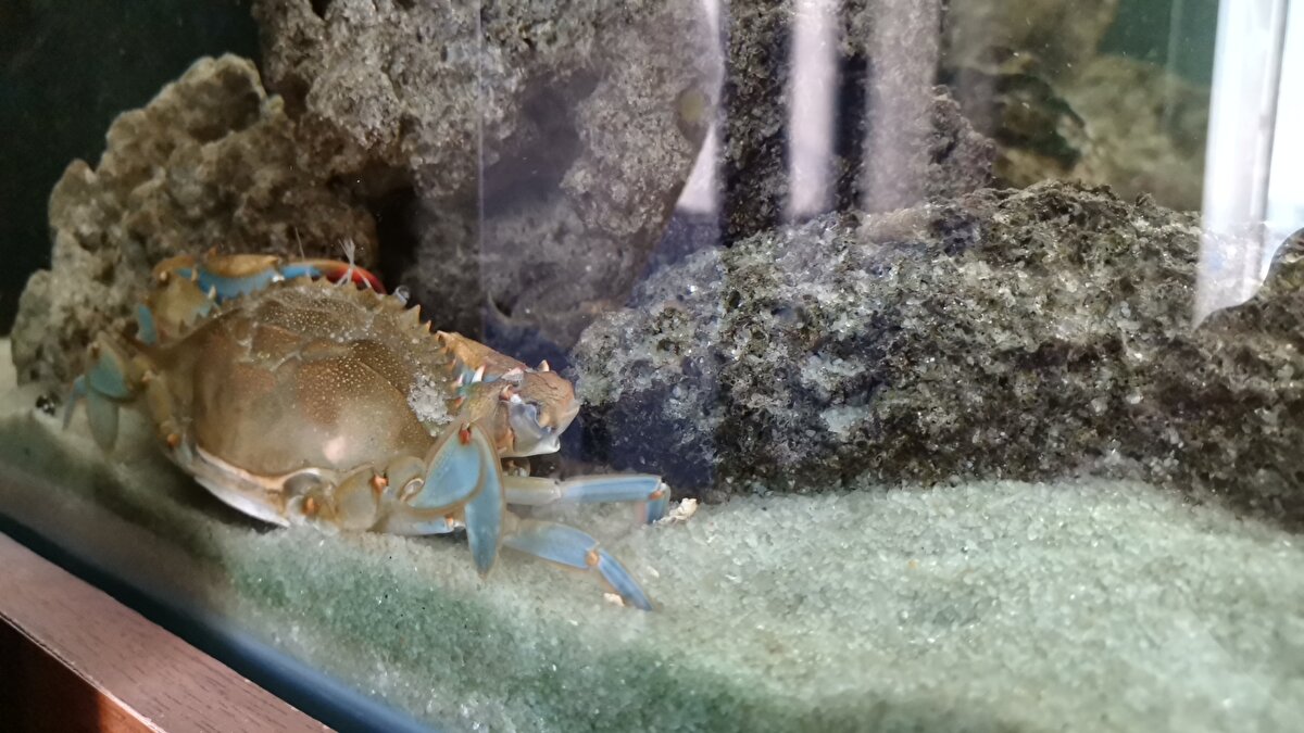 'KARADENİZ'DE DAHA SIK KARŞILAŞILMAYA BAŞLADI'<br>Mavi yengeçlerin Karadeniz'de ürediğini belirten Prof. Dr. Mehmet Aydın, "Çalışmalarda Karadeniz'de mavi yengeç ile daha sık karşılaşılmaya başlandı. Bu mavi yengeçlerin denizcilik aktiviteleri ile yumurta ve larva halinde Akdeniz'den geldiğini düşünüyoruz. Buraya gelen küçük bireyler büyüyerek balıkçıların ağlarına takılmaya başladı.