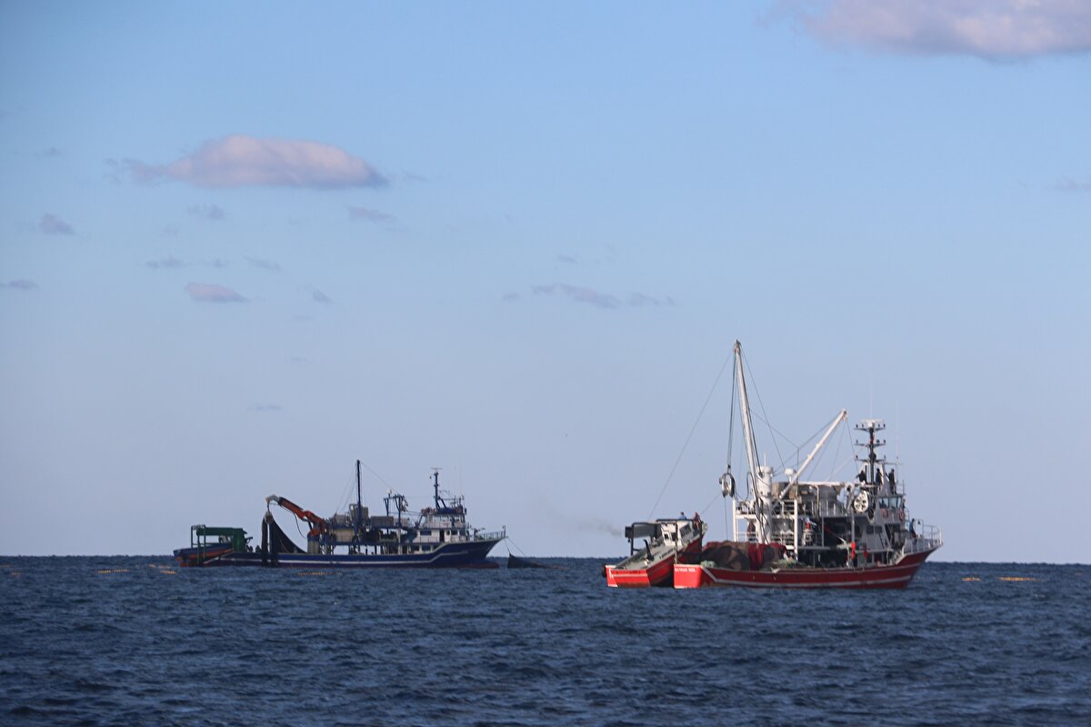 Dolayısıyla suların sıcaklıkları değişince, boğaz yoluyla da birçok canlı Karadeniz ekosistemine girebilir. Bu kapsamda yapılan çalışmalarda Karadeniz'de başka istilacı türlerde yer alıyor. Bunların nasıl tepki göstereceğini bilmiyoruz ama mavi yengeç sonuçta ticari değeri yüksek bir canlımız. Bütün canlıların ekosistemde bir yeri vardır. Yengeçler de sağlıklı ekosistemlerde olan canlılardır. Karadeniz'e nasıl bir etkisinin olacağını takip etmekteyiz. Bununla ilgili çalışmalarımız devam etmekte" dedi. 