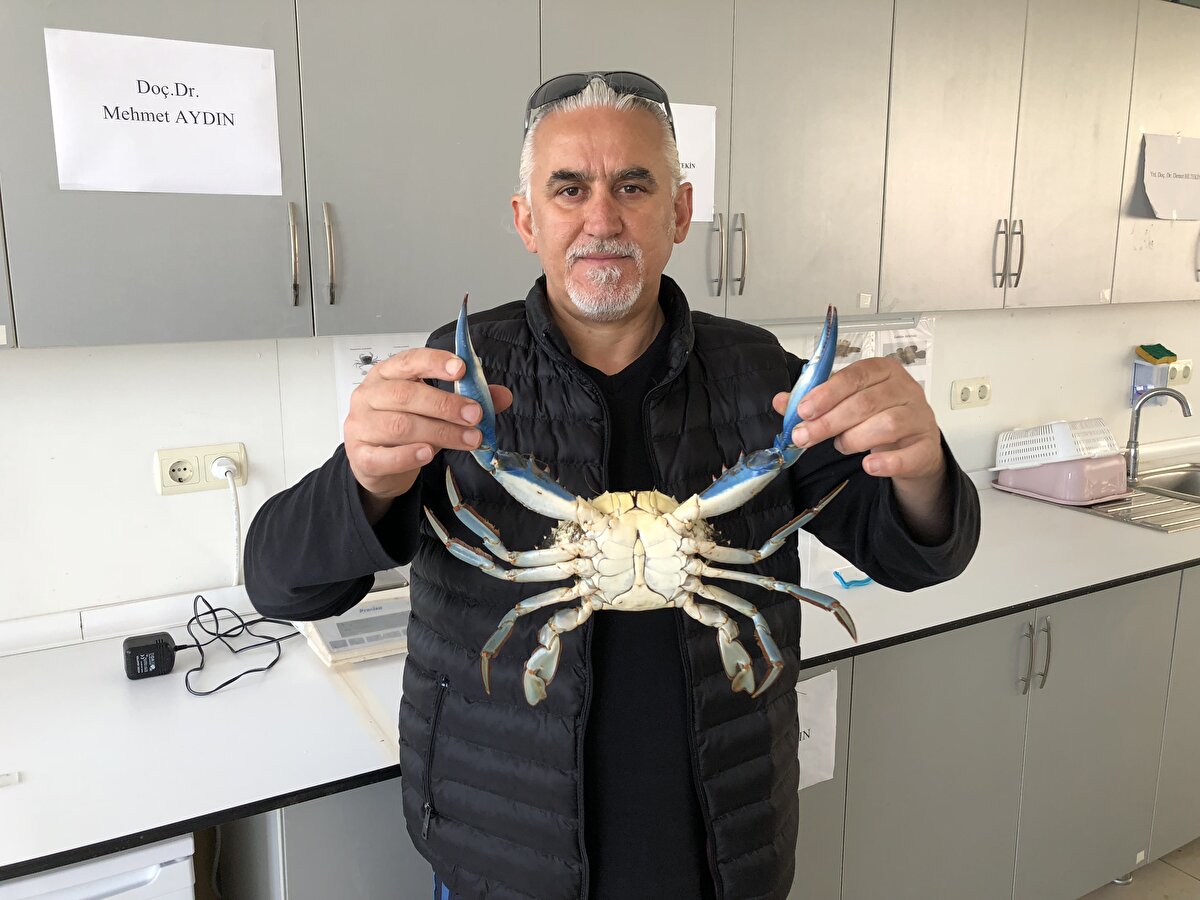 Benim ölçümünü yaptığım büyük 500 gram civarında bireyler var. Aynı zamanda yine yapmış olduğum çalışmalarda yumurtalı bireyler de tespit ettik. Yengeçlerin Karadeniz'de ürediğini düşünüyoruz. Mavi yengeçlerin Karadeniz ekosistemine çok olumsuz etkisinin olacağını düşünmüyorum" diye konuştu.