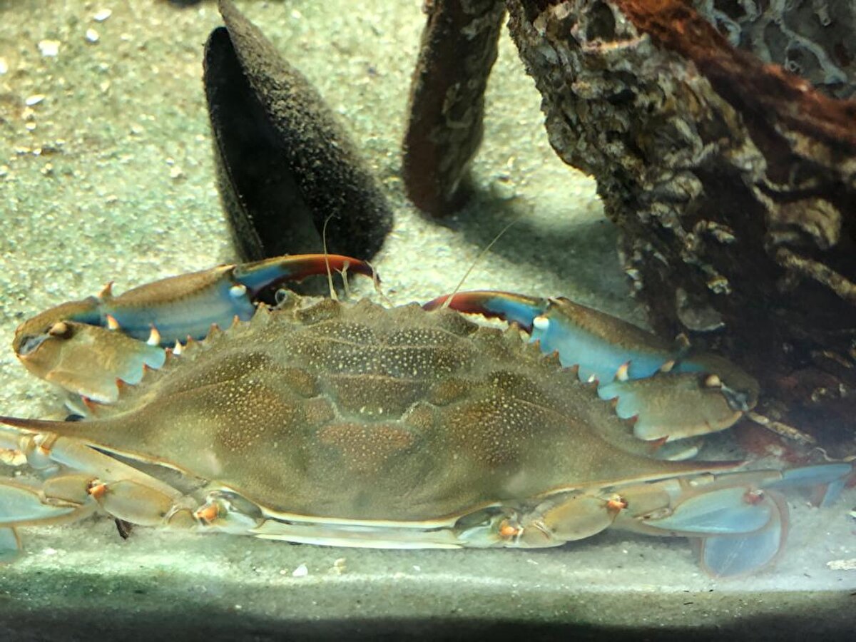 Bilim insanları, deniz suyu sıcaklığındaki değişkenlik nedeniyle bölgeye geldiği değerlendirilen ve ağları yırttıkları için balıkçıların da 'korkulu rüyası' olan mavi yengeçte, üreme tespit edince, incelemelerini genişletti. Yengeç türünün, deniz ekosistemi ve balık popülasyona etkilerinin yanında, yayılım alanları, hazırlanan araştırma projesiyle ortaya çıkarılacak.