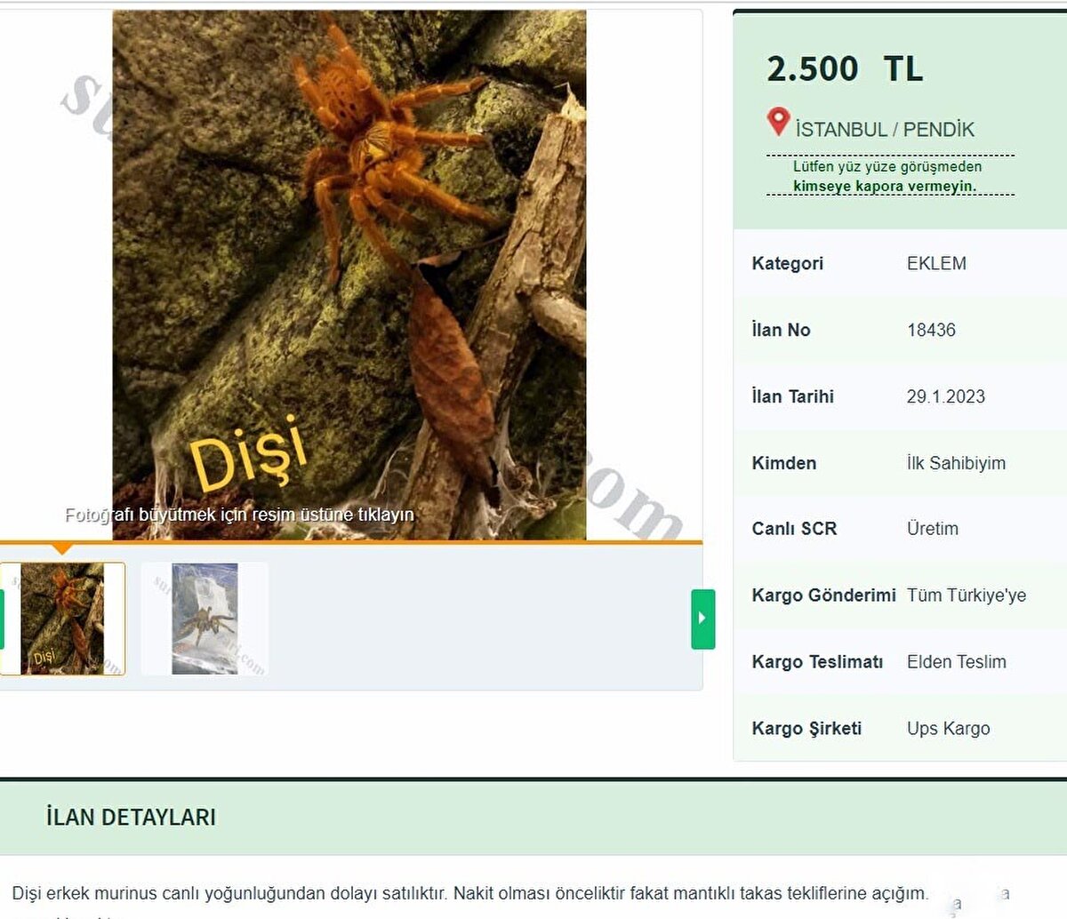 Dünyada yaklaşık 900 türü bulunan ve Türkiye'ye yasa dışı yollarla getirilen eklembacaklı grubuna giren tarantulalar, yasak olmasına rağmen internet sitelerinde satışa çıkartılıyor. 'Lasiodora parahybana', 'Tliltocatl albopilosum' ve 'Pterinochilus Murinus' cinsi tarantulalar, tanesi 125 ile 2 bin 500 lira arasında değişen fiyatlarla satılıyor.