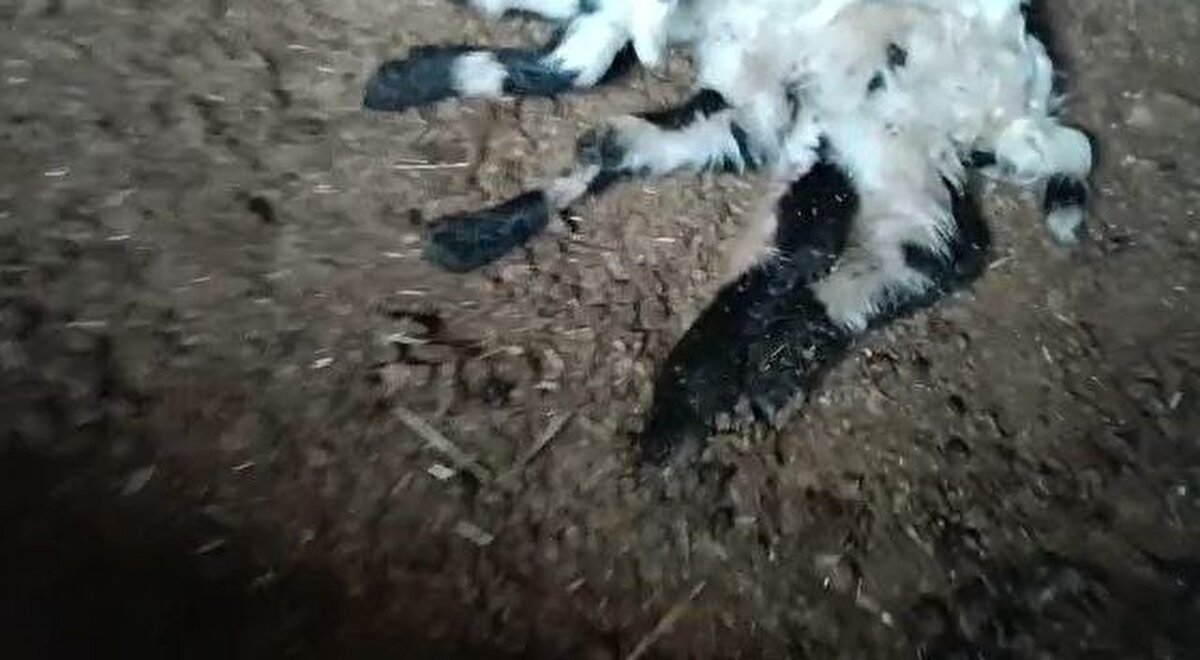 Karacadağ, bu anları cep telefonu kamerasıyla kaydetti. <br><br><br>