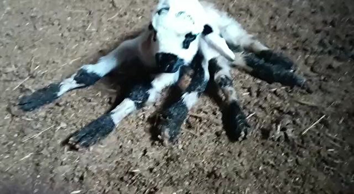 Diyarbakır'ın Çınar ilçesinde çobanlık yapan Salih Karacadağ'ın sürüsündeki kuzulardan biri 6 bacaklı olarak doğdu. Kuzu, görenlerin ilgi odağı oldu. <br><br>