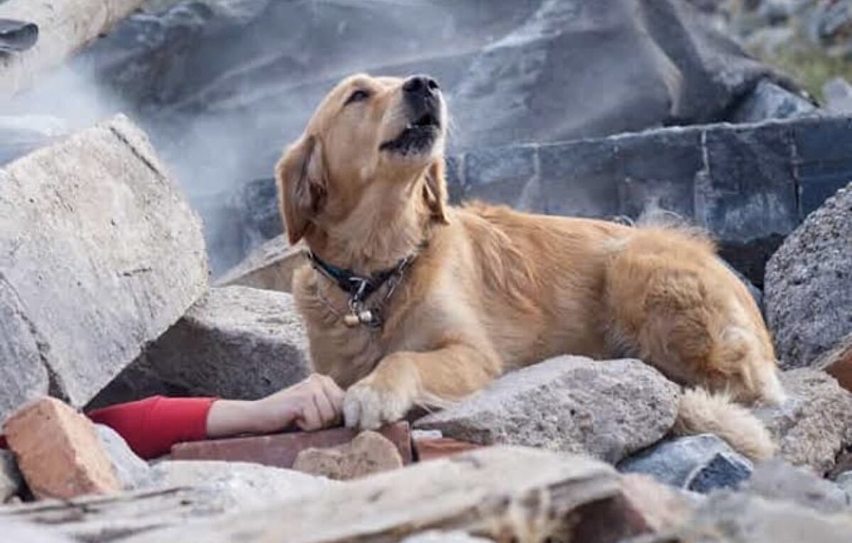 Arama kurtarma çalışmaları için yardım alınacak köpekler henüz birer yavruyken özel testlerle seçiliyorlar.<br><br>Yavrular 8- 10 haftalık olduklarında arama kurtarma çalışmaları için eğitilmeye başlıyorlar.