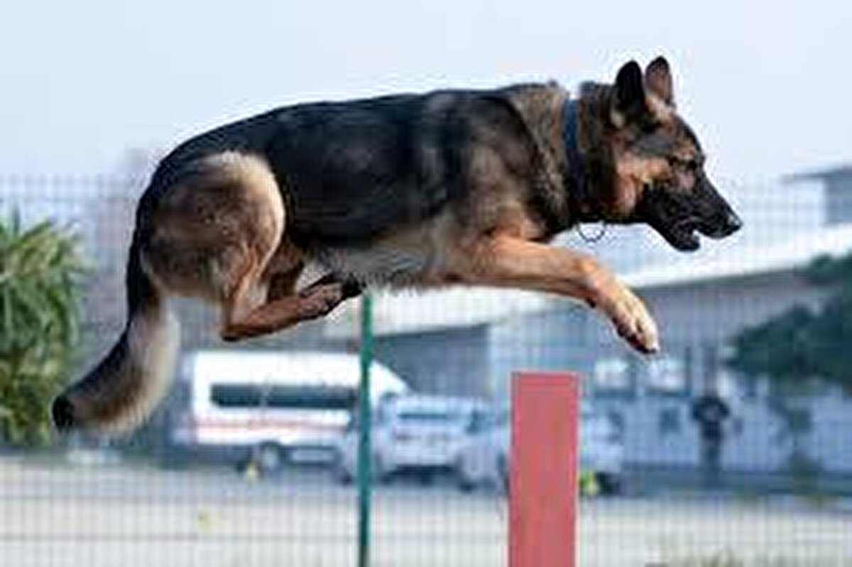 Eğitim sürecinden sonra bir arama kurtarma köpeğinin çalışma alanı için uygun olmadığı anlaşılırsa uyuşturucu tespiti veya yardıma ihtiyacı olan insanlara rehber olmaları için eğitilirler.