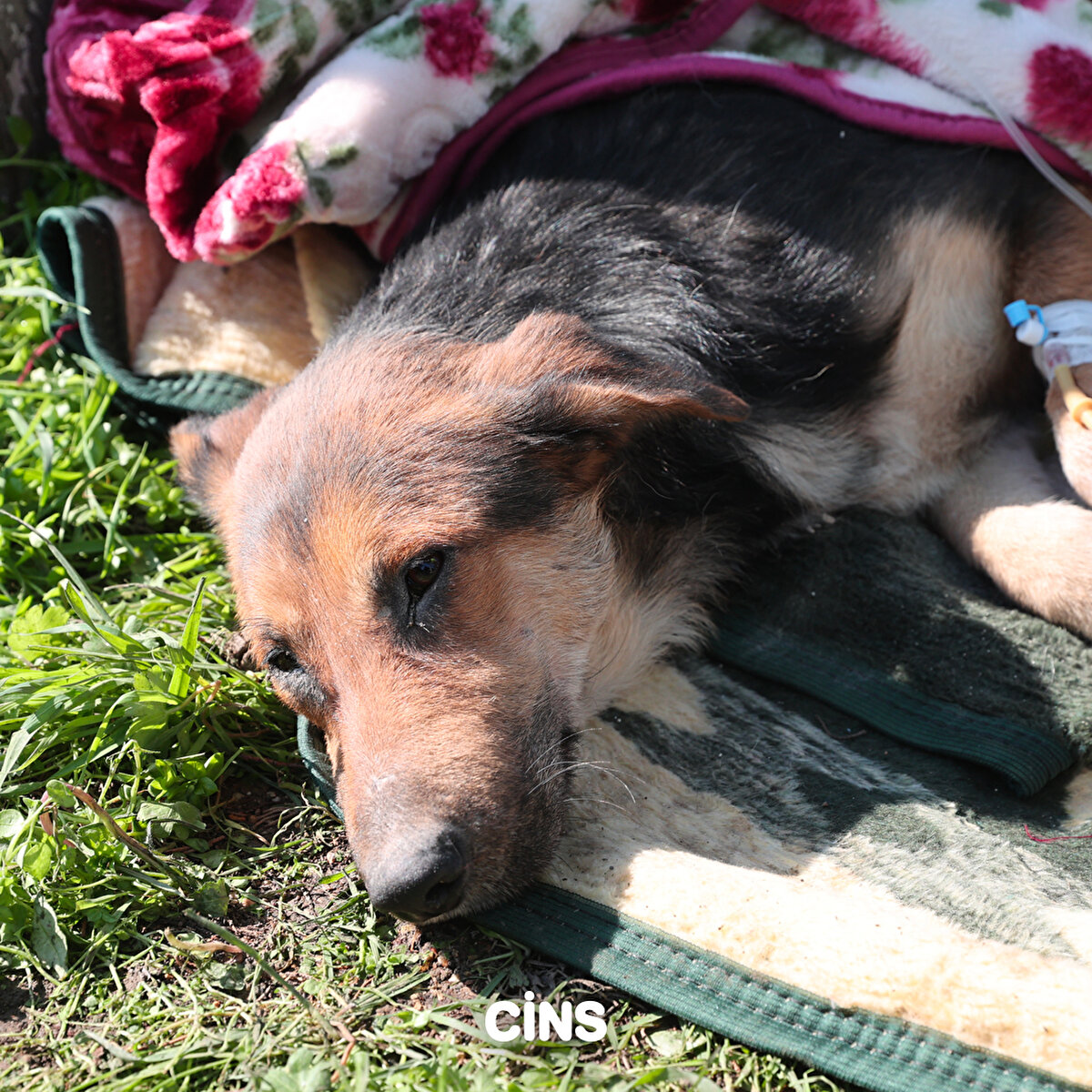 Köpek sağlık kontrollerinden geçti