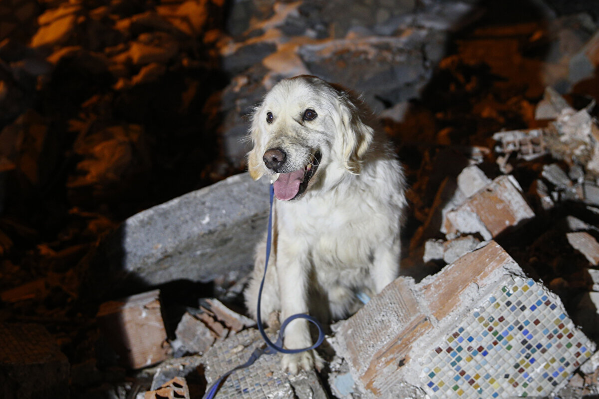 Depremin ilk gününden itibaren arama kurtarma çalışmalarına destek veren Poyraz, Zapcıoğlu Caddesi'ndeki 7 katlı Yetiş Apartmanı'nın enkazından 85 saat sonra 14 ve 16 yaşlarındaki 2 genç ile Hayat Sitesi'nde yabancı uyruklu bir kişinin enkaz altından kurtarılmasını sağladı.<br>