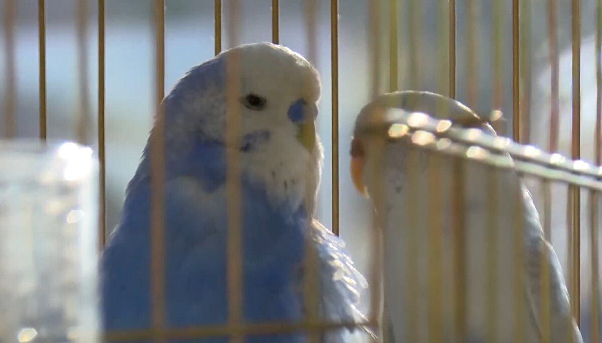 'ÜÇ ÇOCUĞUM VAR AMA BU DA BİZİM CANIMIZ'<br>'Güneş' adını verdiği muhabbet kuşunu yanına alan Yusuf Bülbül ise, "Yağmur yağıyordu, karanlıktı, kendimizi dışarı attık. İlk günden beri yanımızda. Bu da bizim canımız. Üç çocuğum var ama bu da bir canımız. Çok korkunçtu, yaralılara şifa diliyorum. Ölenlere rahmet diliyorum. Şimdi dışarıdayız, o da yanımızda" diye konuştu.